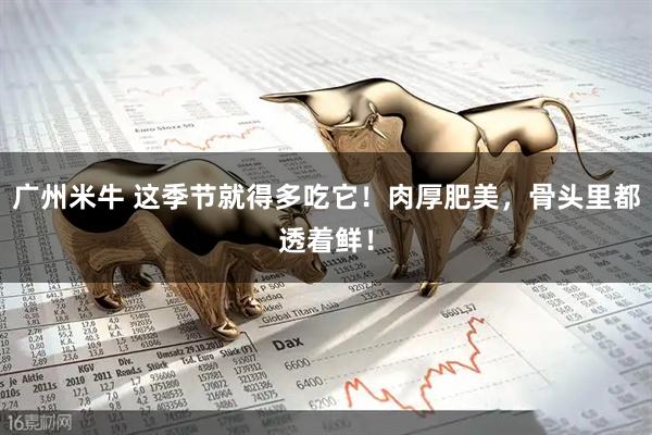 广州米牛 这季节就得多吃它！肉厚肥美，骨头里都透着鲜！